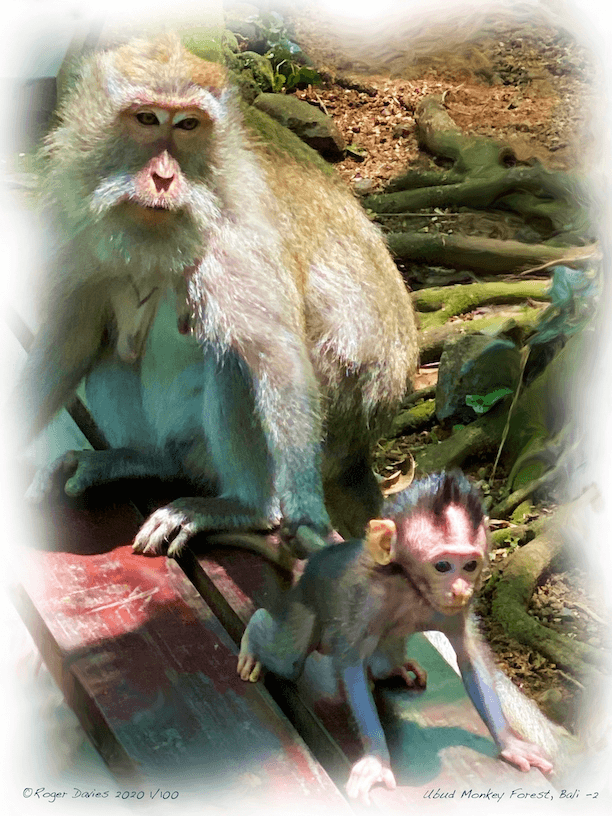 Ubud Monkey Forest Bali 2
