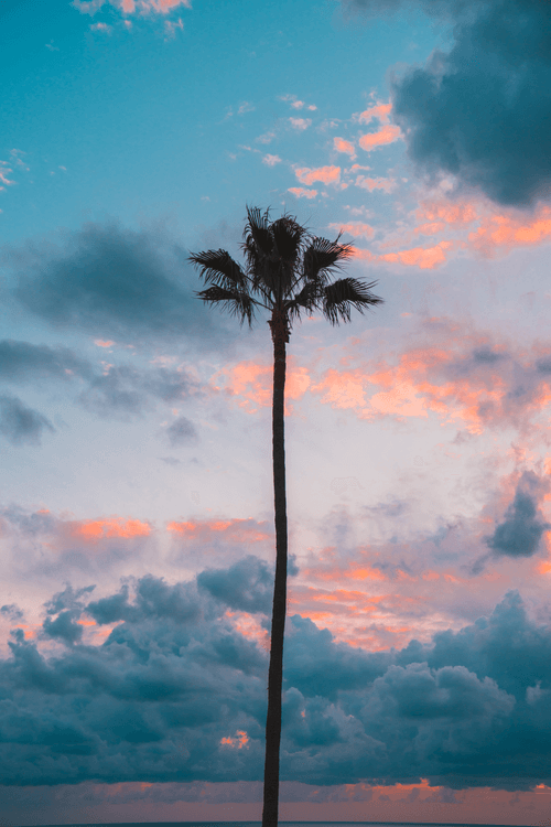 Palm Tree #16