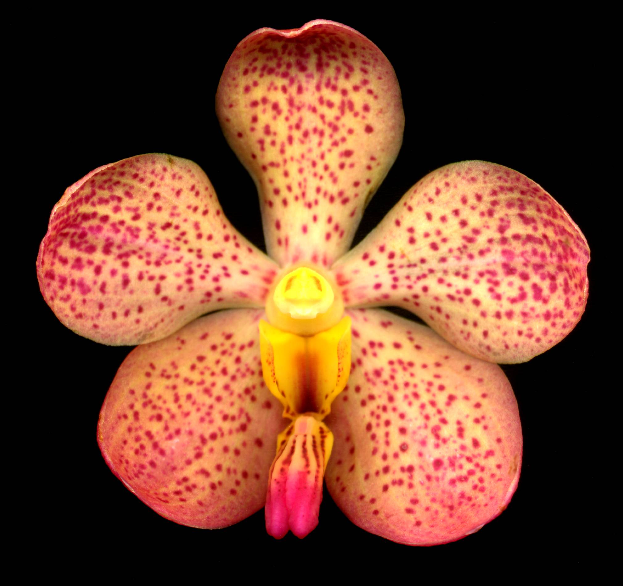 Little Orchid