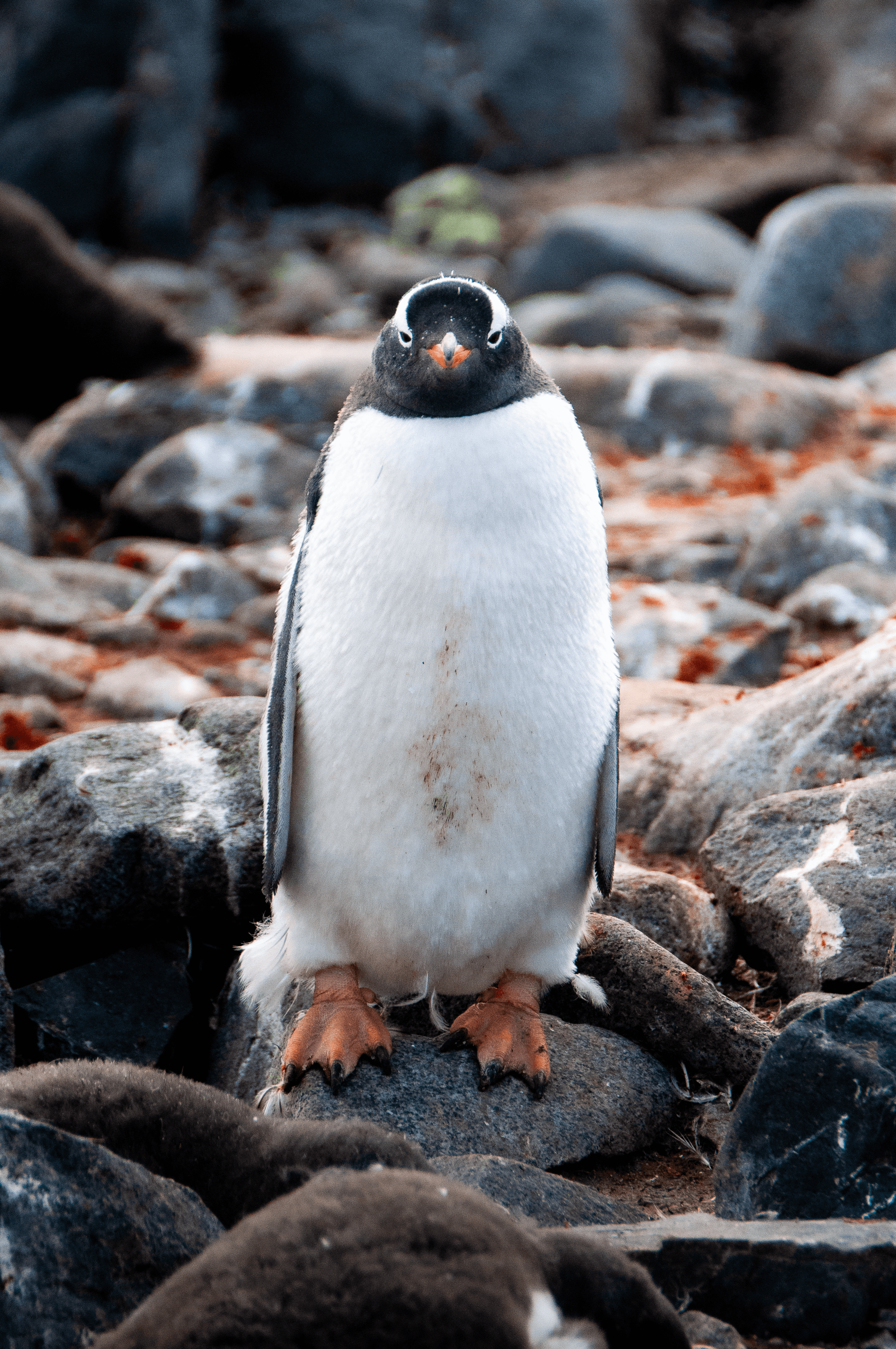 Feathers McGraw - Gentoo Penguin - Antarctica