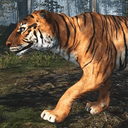 CGI Big Cats collection image