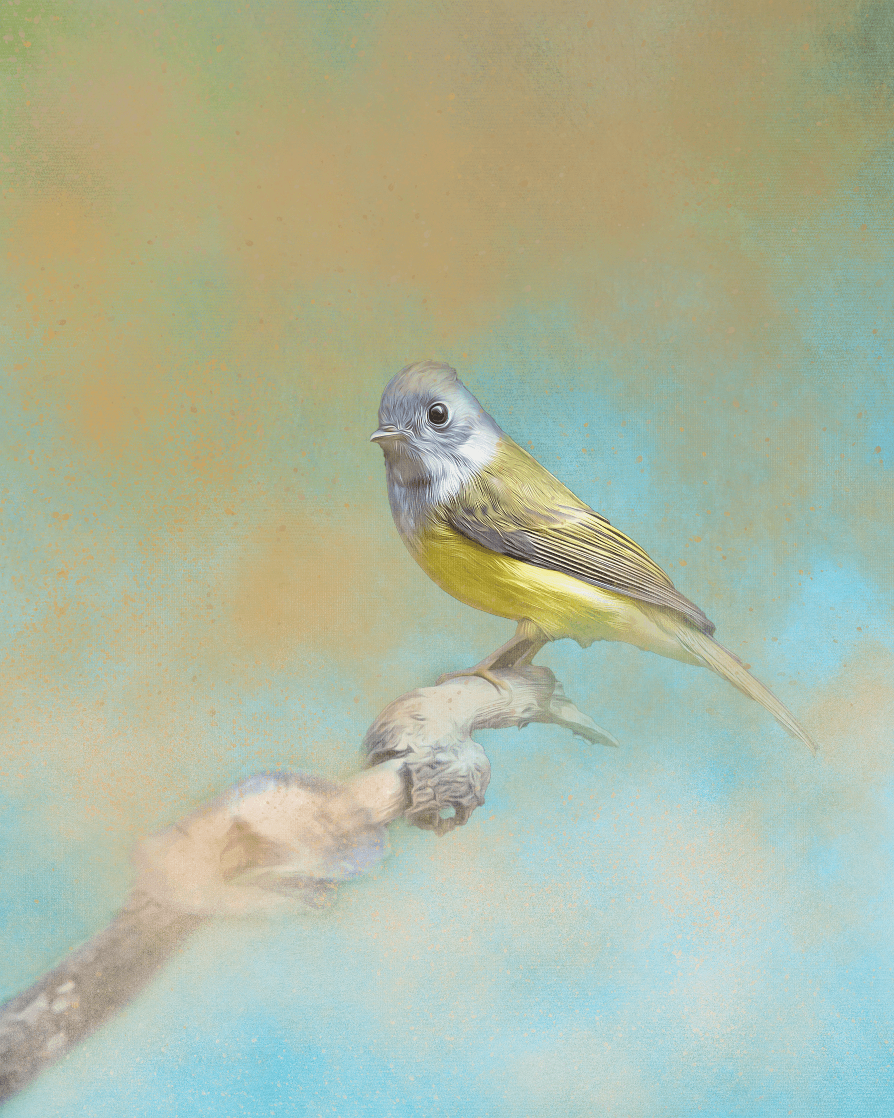 #29 Canary Flycatcher
