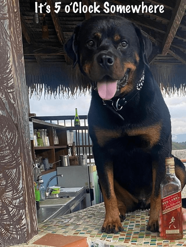 Rottweiler Prince Rocky It's 5 o'Clock Somewhere!