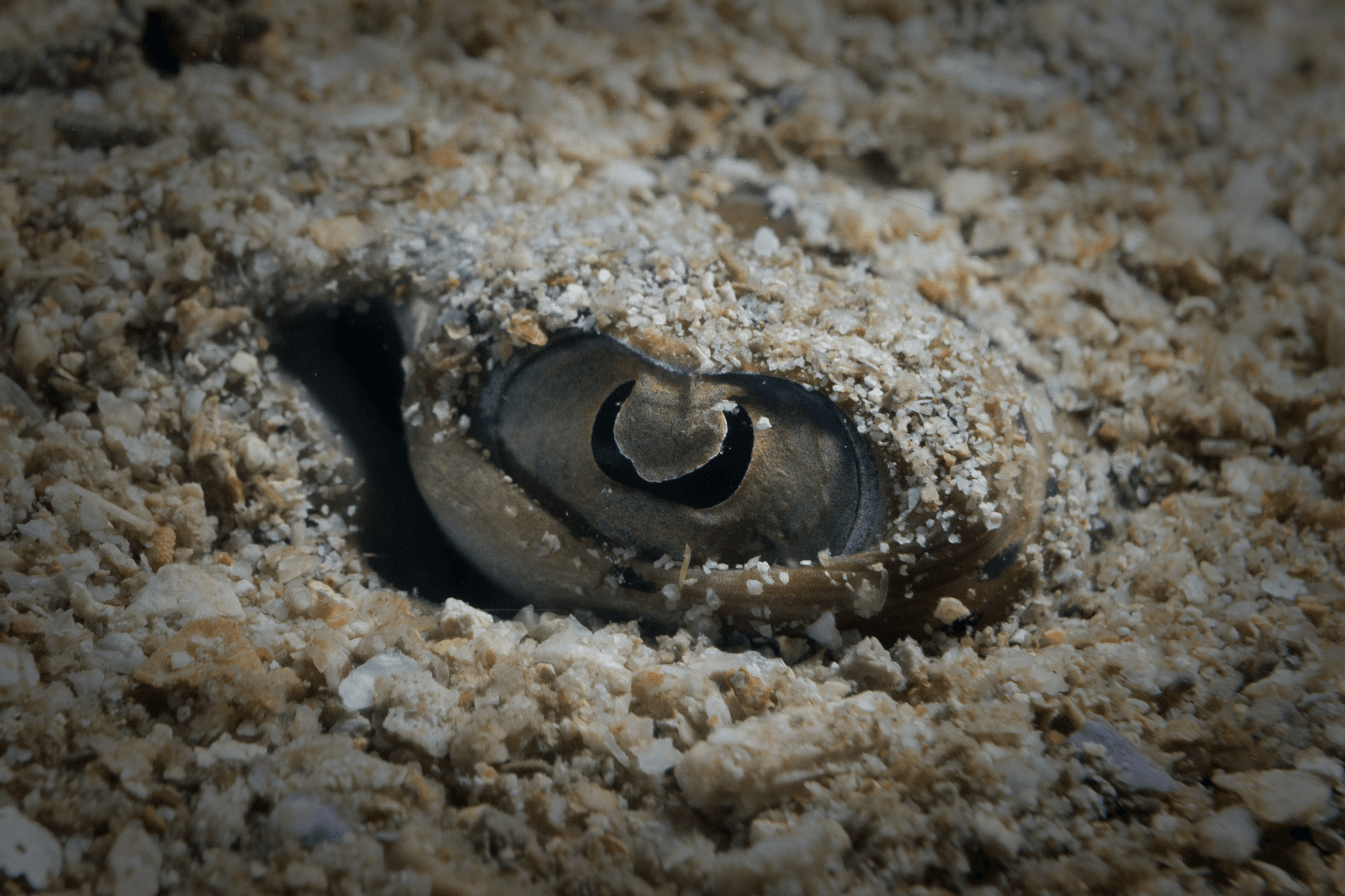 Eye of an embedded Kuhls Stingray