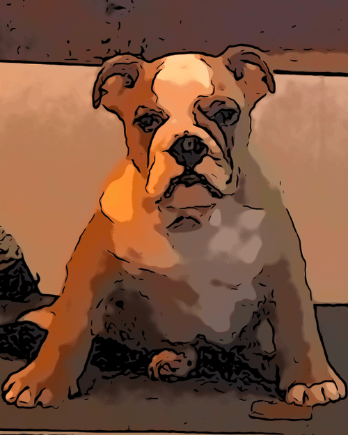 Bull Dog Chef 3