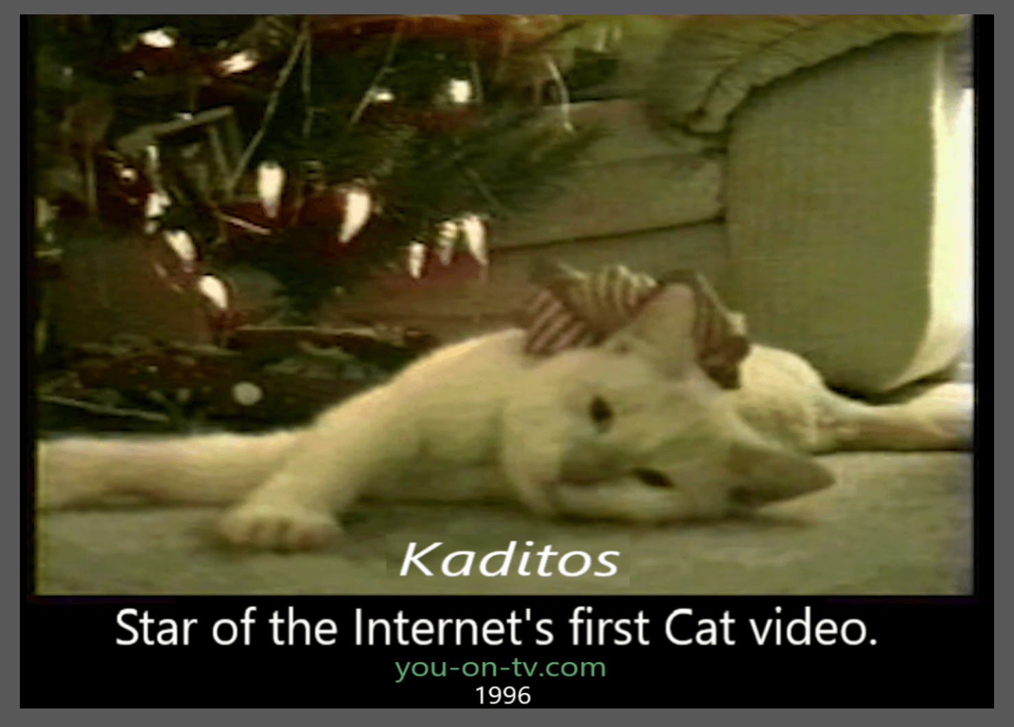 First Internet Cat Video Star Meme #17
