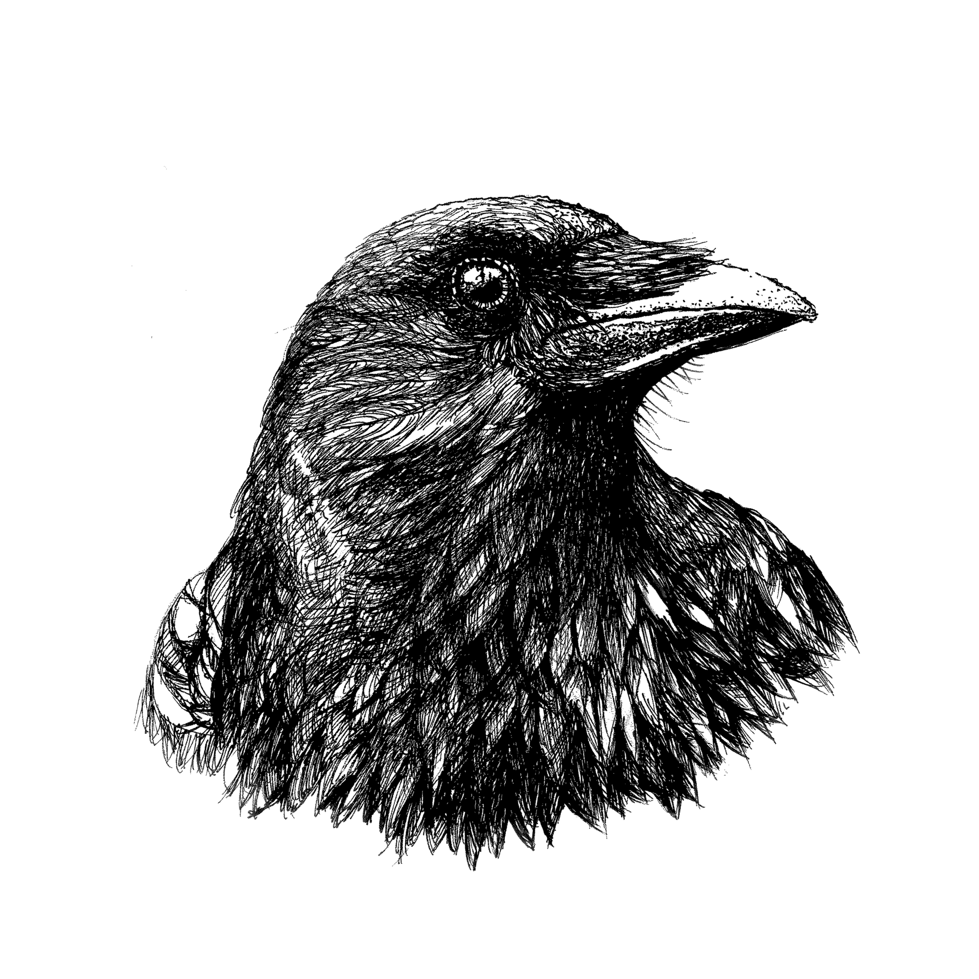 Crow - Ink Drawing Prints | OpenSea