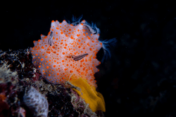 colorful nudibranch collection collection image