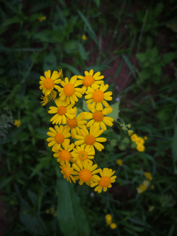 Yellow Flowers collection image
