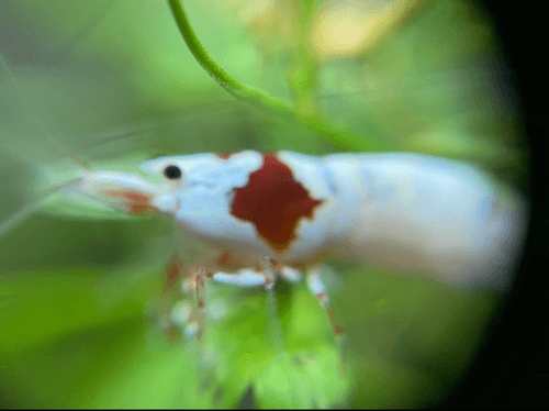 Shrimps