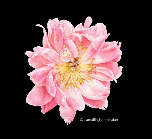 Peony