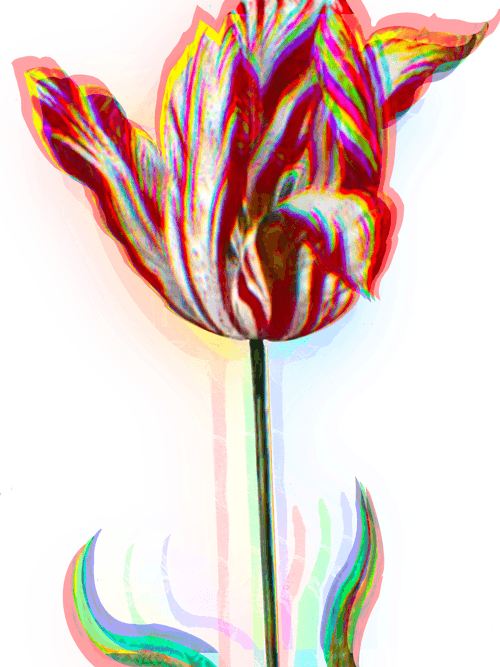 Non Fungible Tulips