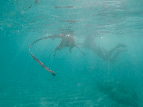 A Walk in the Ocean: A Girl and Her Dog