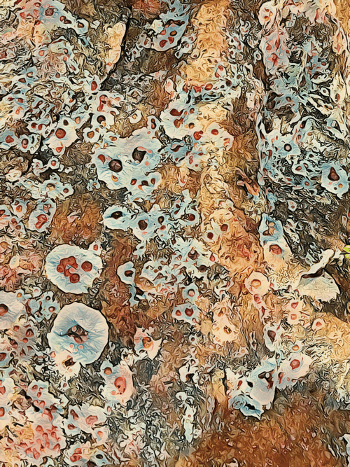 LICHENEA