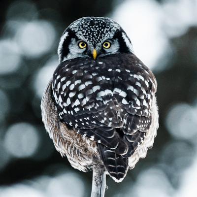 Alberta Wildlife: Moody Owls