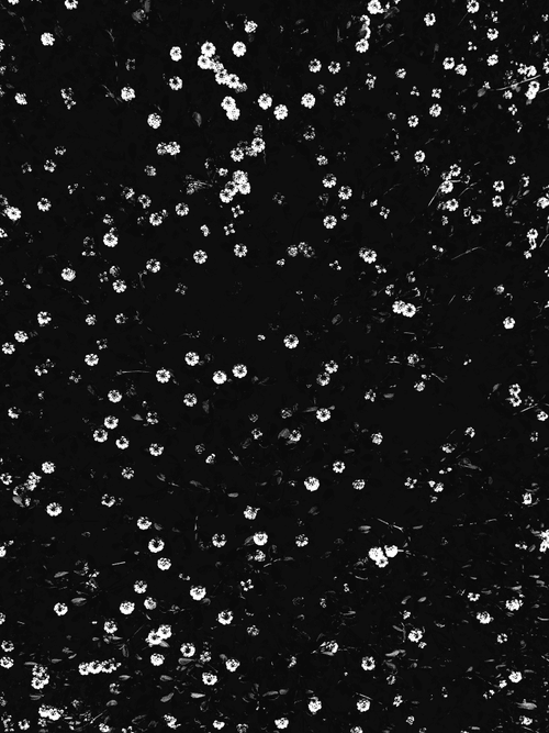 cosmos 