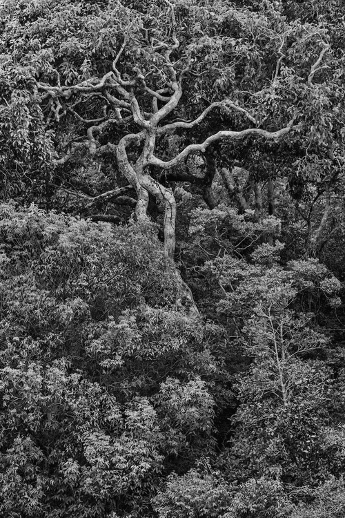 Sebastião Salgado - Amazônia: Tree of Life