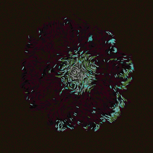 Gerbera Daisy Black 2