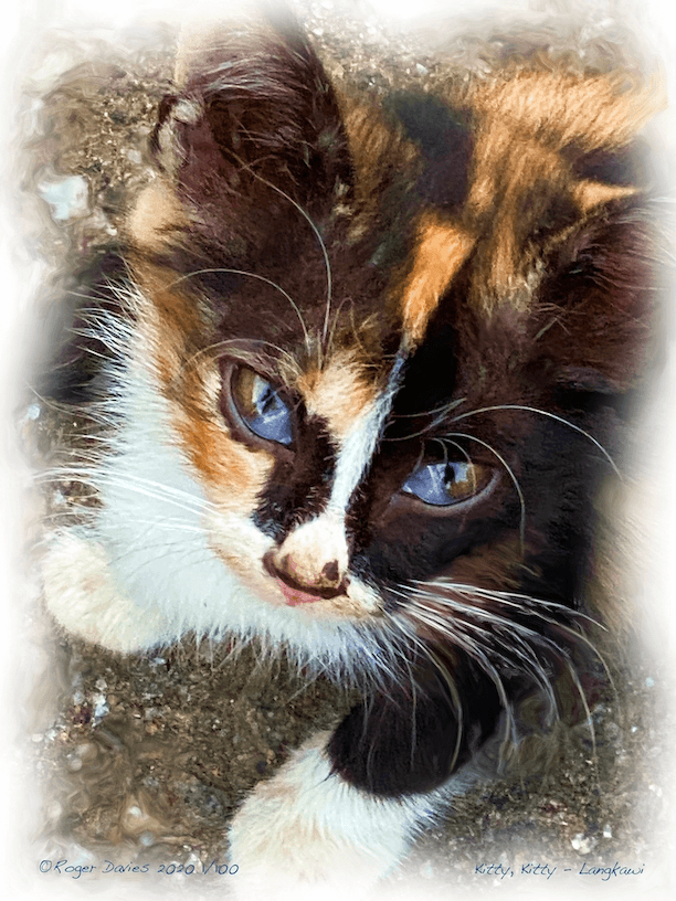 Kitty Kitty Langkawi