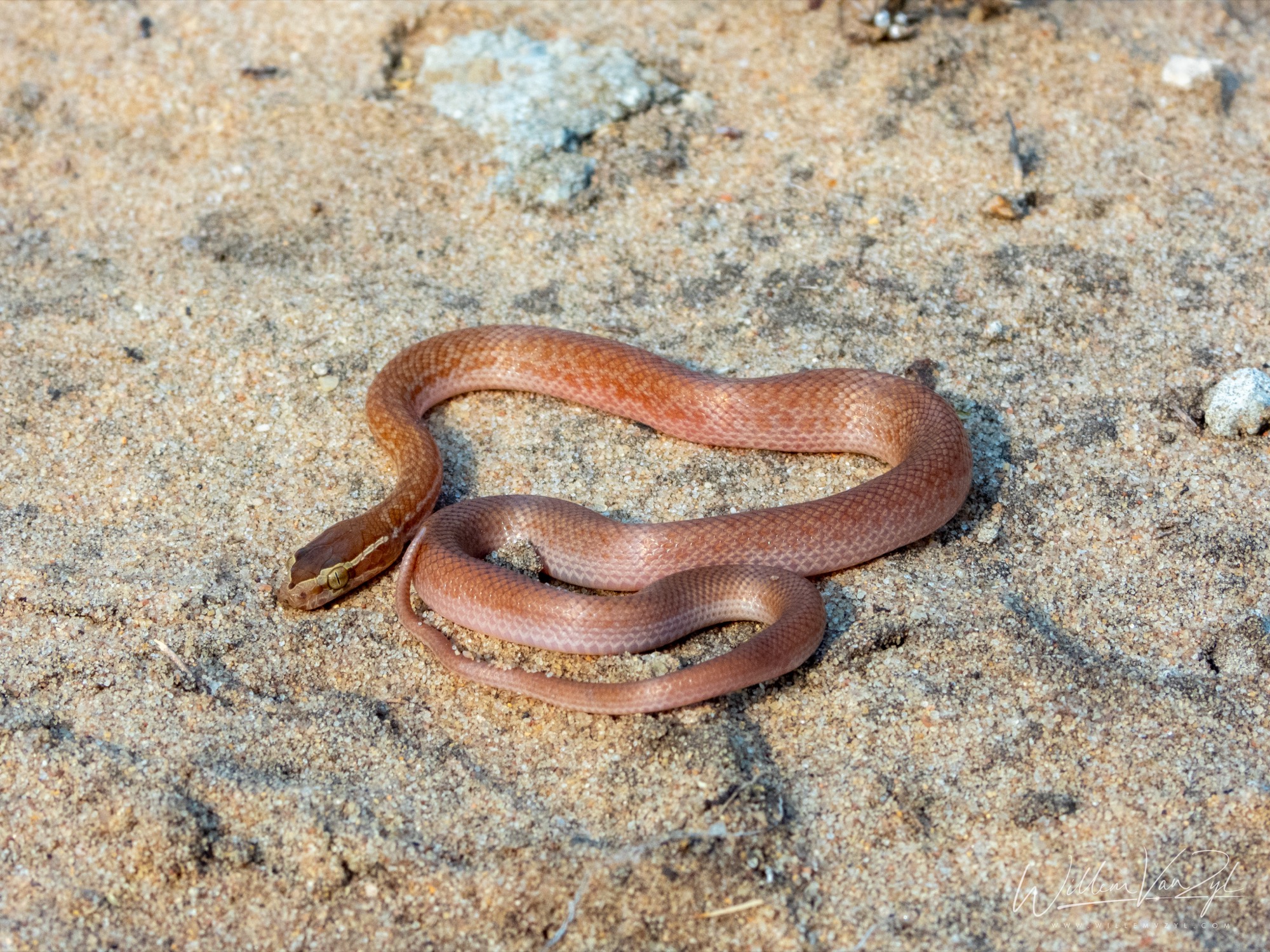 Brown House Snake (Boaedon capensis)