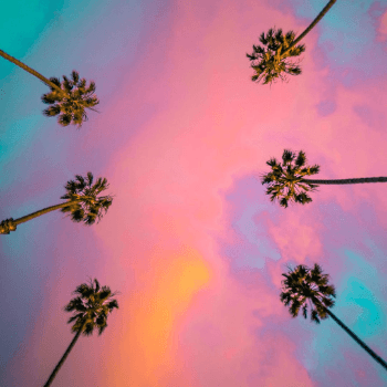 California Palms