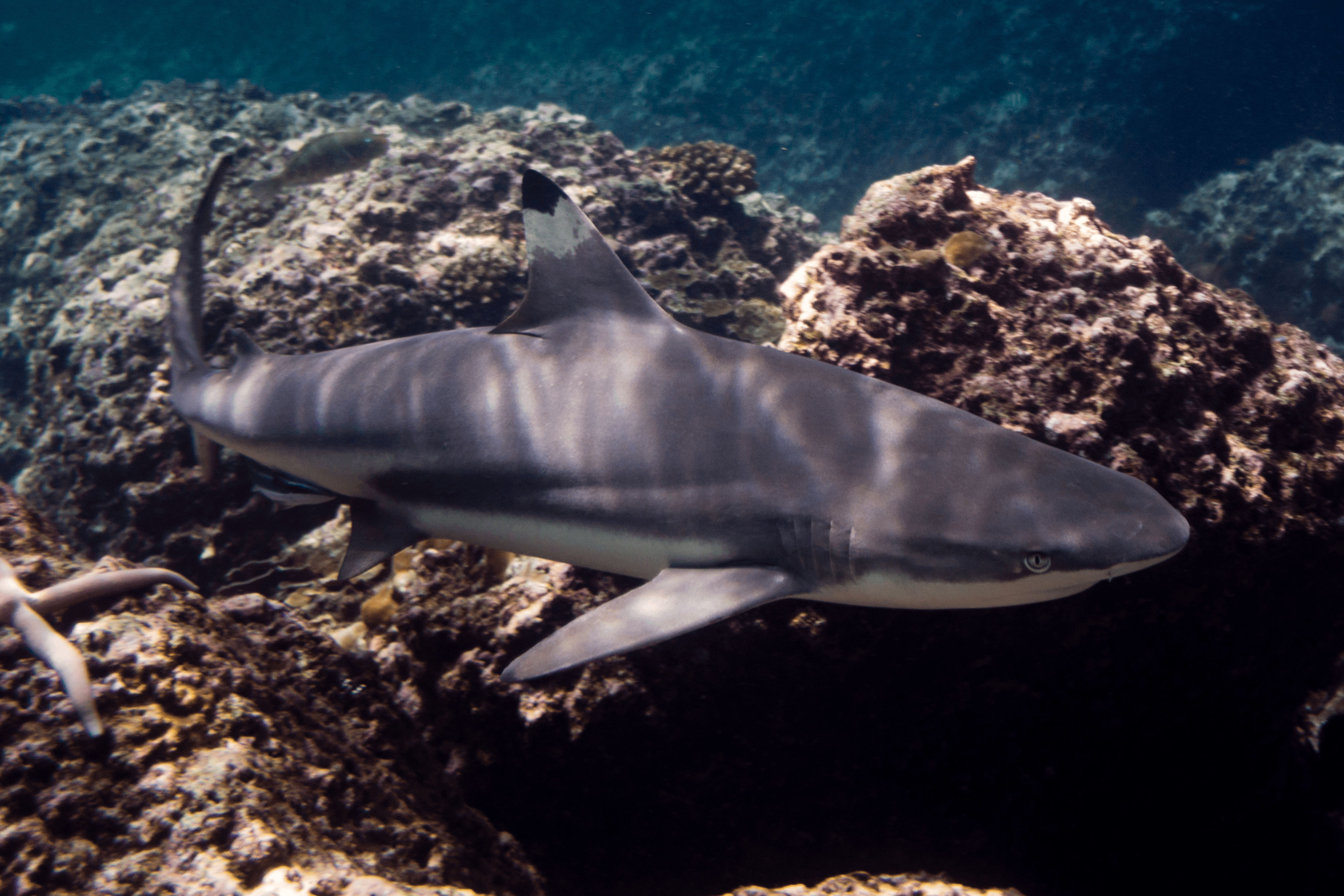 Blacktip Reef Shark