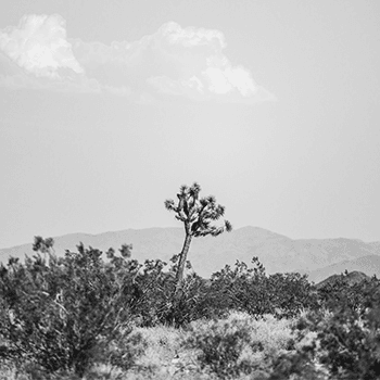 Joshua Tree 2