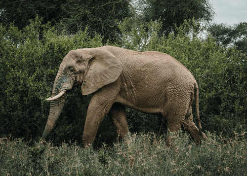 Lone Elephant