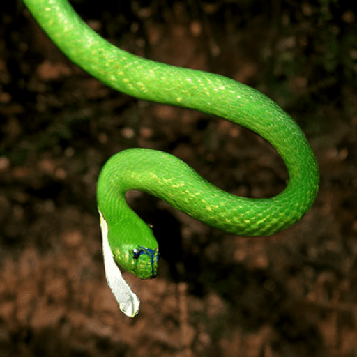 Leptophis ahaetulla - Cryptoneural animals | OpenSea