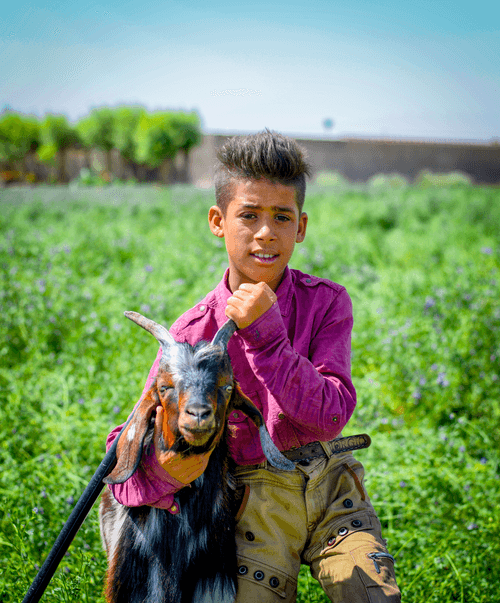 Little Shepherd