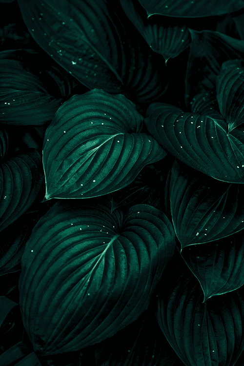 Hosta