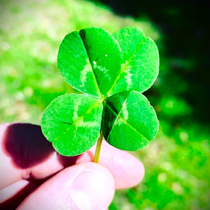 Are 4 Leaf Clover Rare