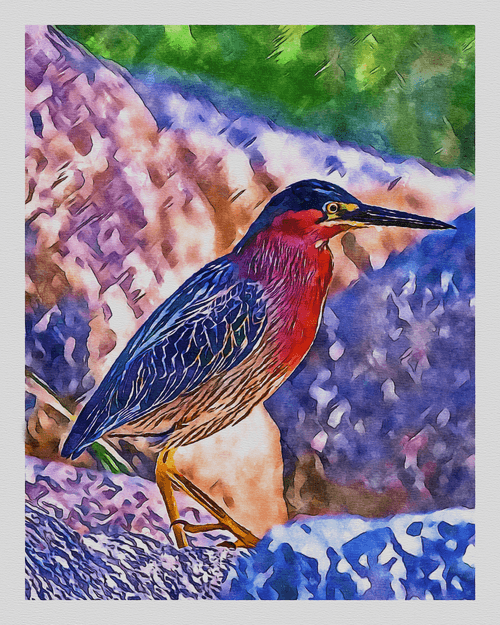 Watercolor - Green Heron