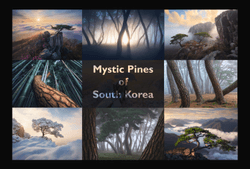 Mystic Pines of South Korea collection image
