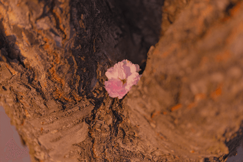 Portrait of Dead Flower #3