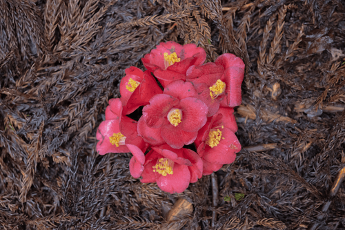 Portrait of Dead Flower #7