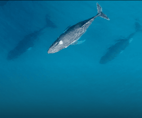 SEAQUARIUM