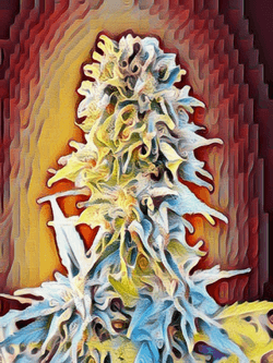 Weed Strain Art Club collection image