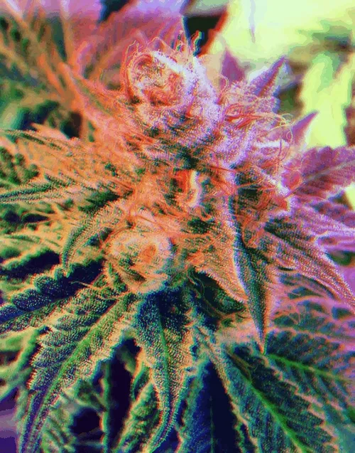 Cannabis - Garlic Cookies