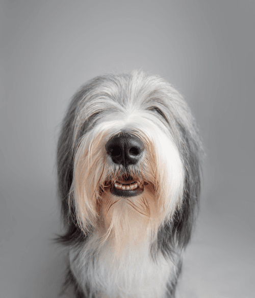 Bearded Collie #DA055
