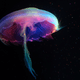 JELLYFISH COSMOS