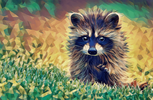 Racoon 