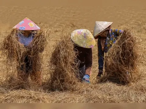 The journey of rice in Anatolia