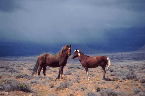 "Two Grey Hills"