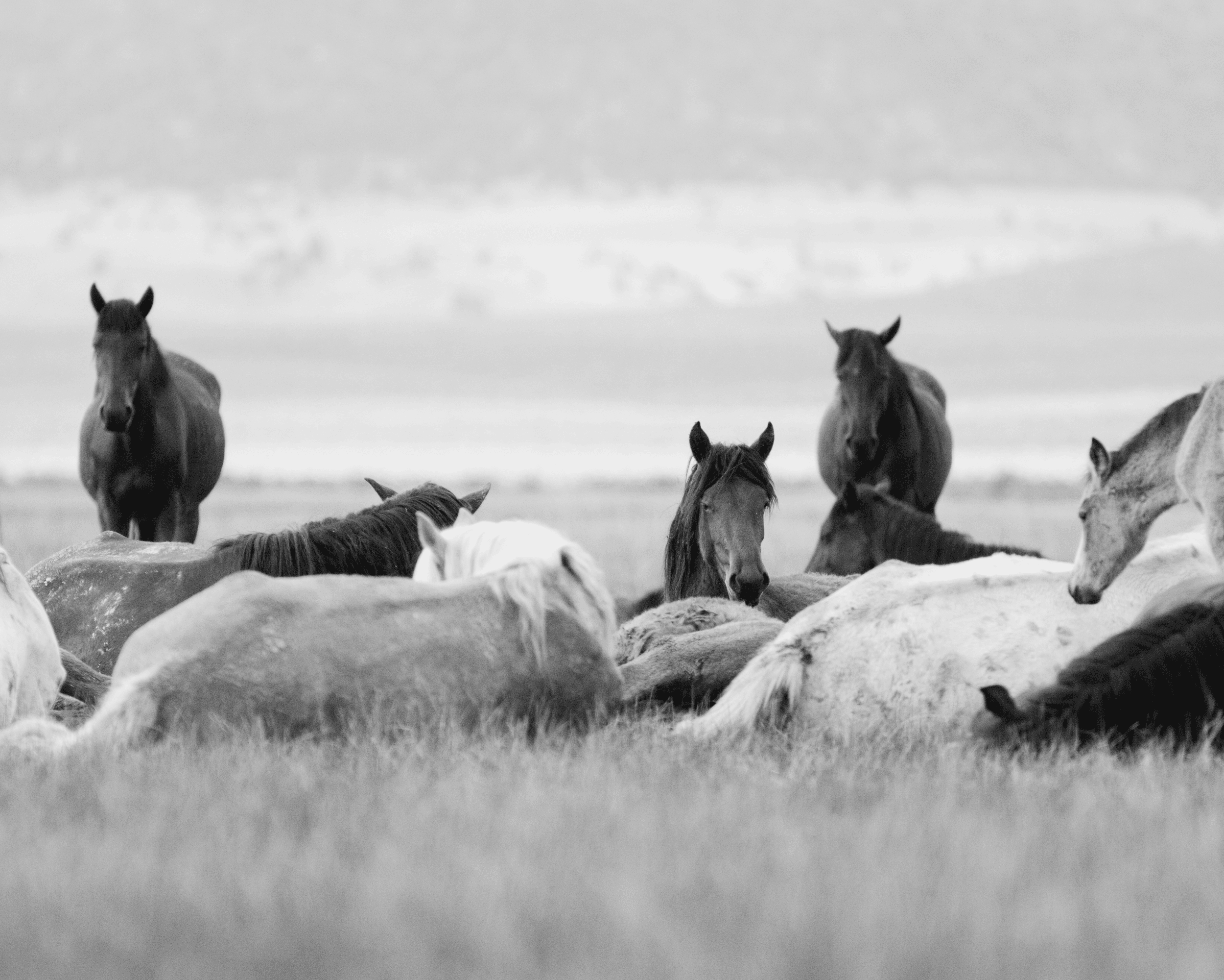 Wild Mustangs: Resting Herd