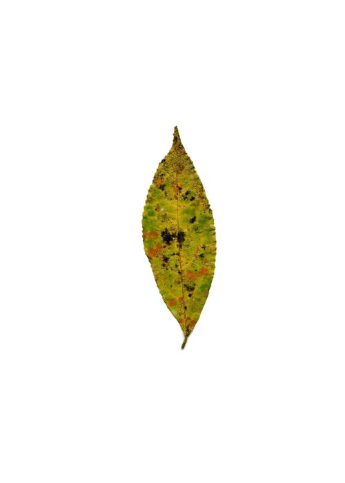 Collection of leaves from the forest in Thailand