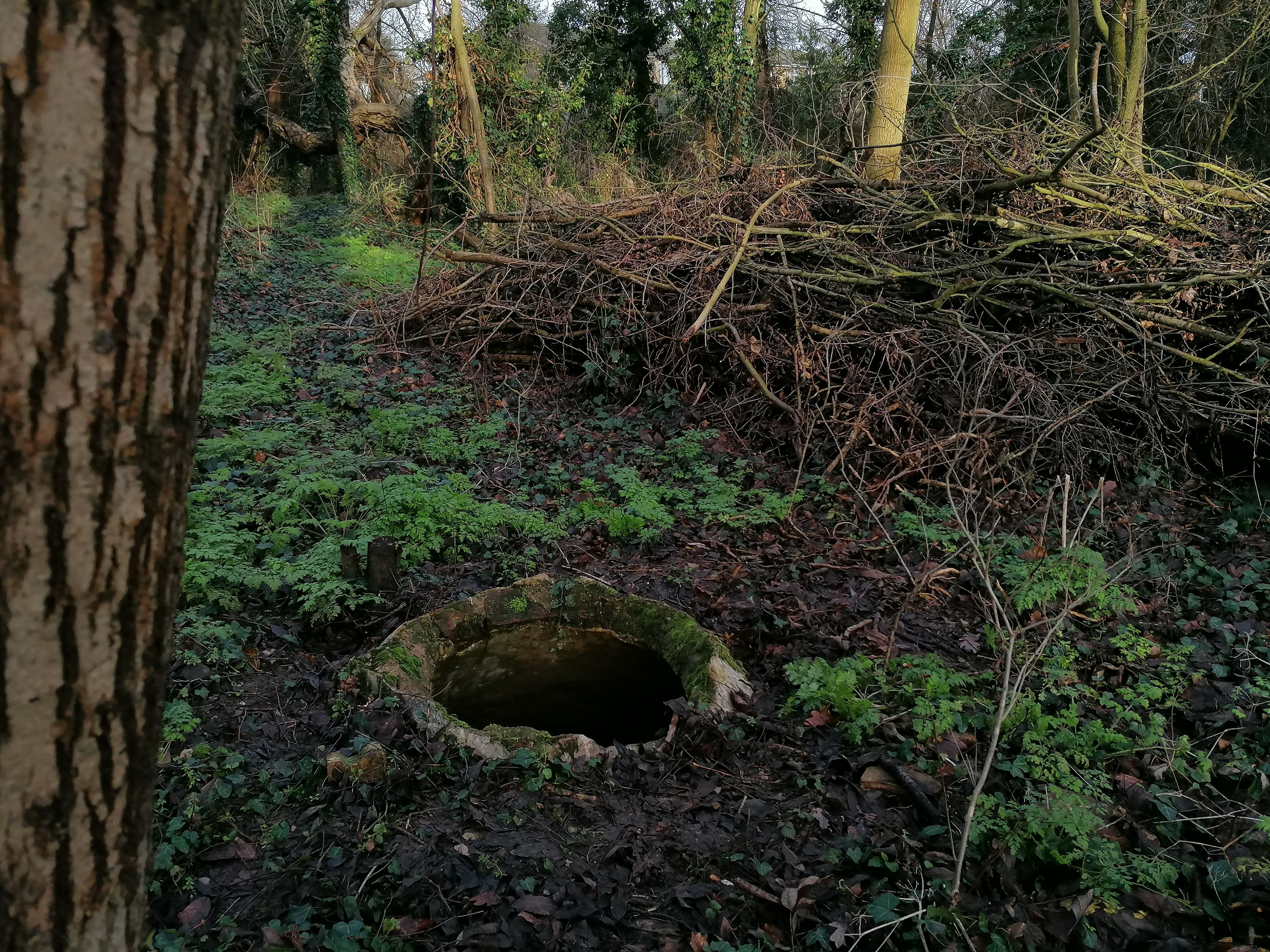 Willow's Hidden Well