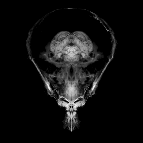 Alien Embryo - 183 of 2000