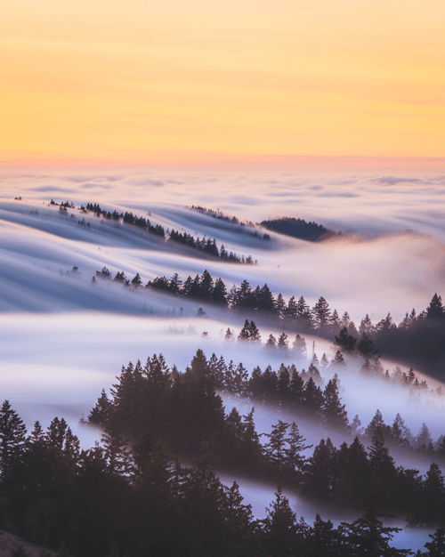 A Symphony of Fog