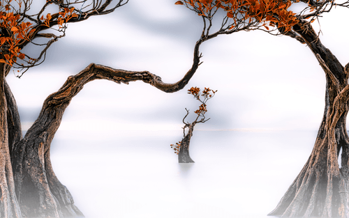 Quiet Noise #20 - The Heart